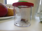 Pokusy a pozorování